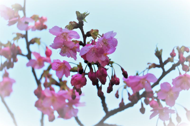 三浦市 河津桜 状況