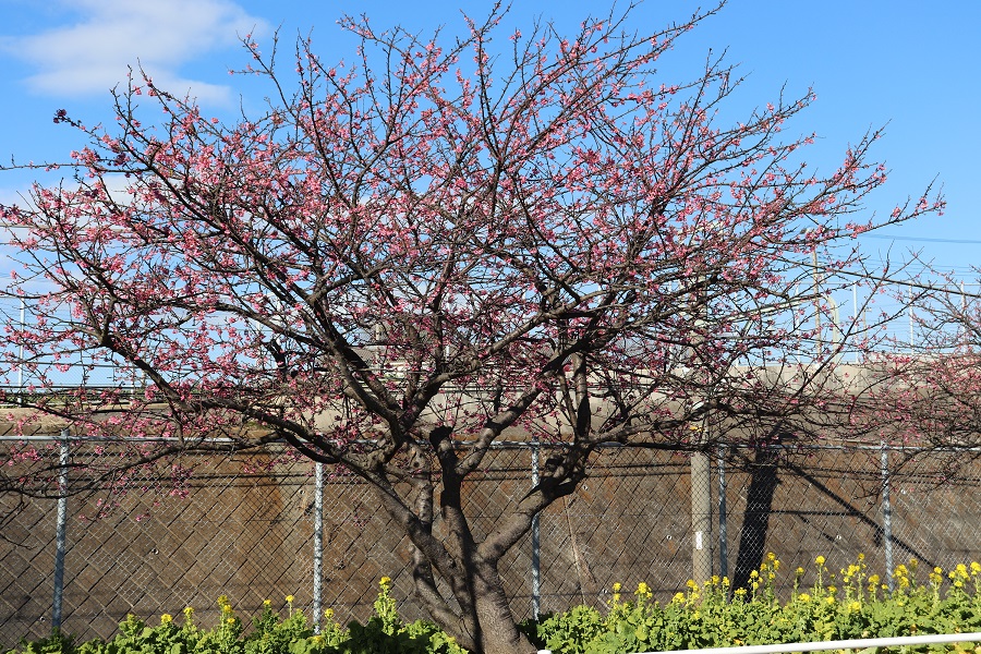 三浦市 河津桜開花まじか