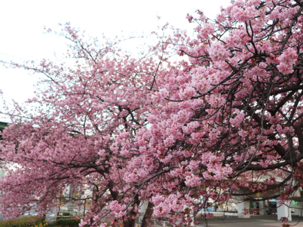 2022年 三浦の河津桜